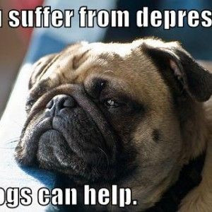 Funny Quotes about Pugs