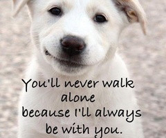 Love My Boxer Dog Quotes Animals / i love my dog.