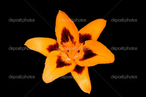 Orange Tiger Lily flower on a black background — Stock Image © Jim ...