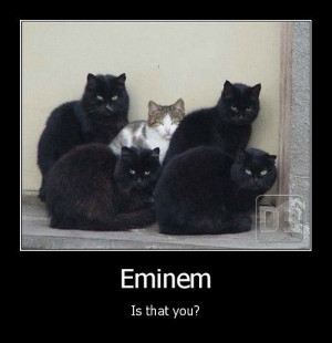 funny white black cats Eminem