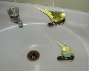 Budgie Boarding Picture