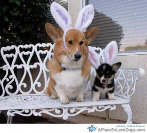 Funny Dogs-corgi-with-bunny-ears