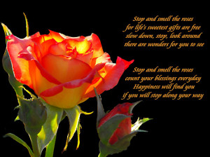 Jan Tribe › Portfolio › Remember to Stop and Smell the Roses