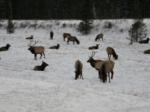 Alberta Hunts Mule Deer Hunting Whitetail Deer Hunting Elk Hunting ...