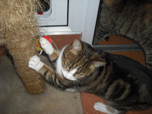 Sussex Branch Dates For Your Diary 2014