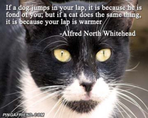 Very funny cat pictures Funny quotes 'n' Cat picture