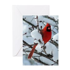 Snow Cardinal Greeting Card for