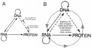 ... of central dogma and junk DNA barriers (shown in A by triple lines