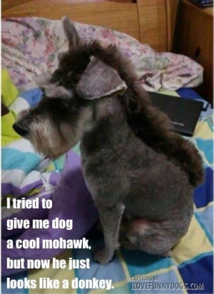 Awww..poor doggy doesn’t know how weird his haircut looks ...