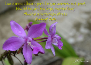 ... tolle life's journey quotes flowers violet orchids jenny gavino nature