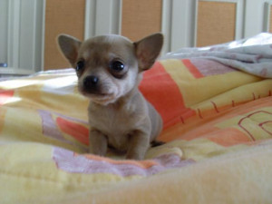 ... Heart Will Melt Looking at These Adorable Chihuahua Puppies (PHOTOS