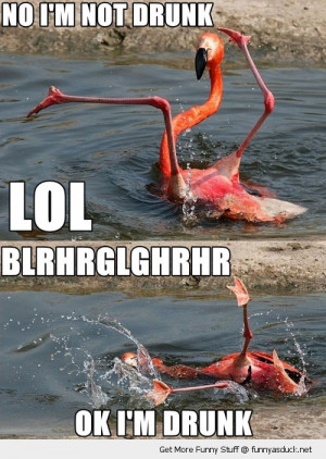 drunk flamingo falling water bird animal funny pics pictures pic ...