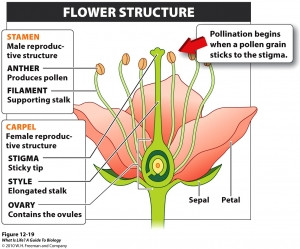 Flower Reproductive Structures