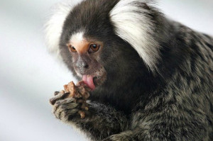 Woody says hello - Picture of Symbio Wildlife Park, Helensburgh