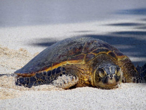 Hawaii Sea Turtles Are...