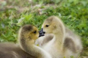 cute baby ducks cute baby ducks