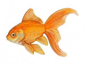 Stunning Paintings of Beautiful Goldfish