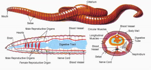 Earthworm Anatomy