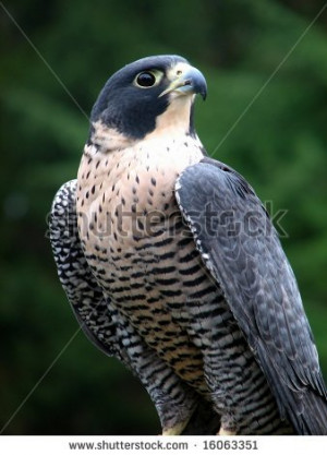 Shutterstock Pic Stock Vector Falcon Peregrine