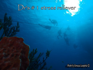 Diving with the Dolphins - Resort Coarse and Certified Scuba Divers ...