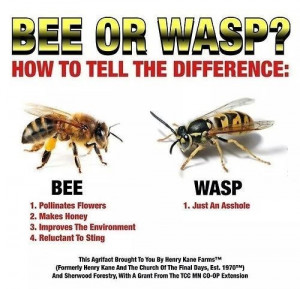 funny-picture-bee-vs-wasp