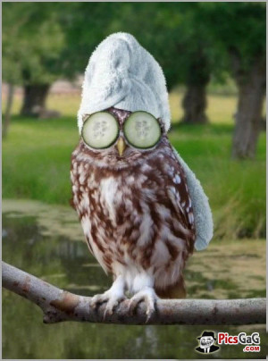 Owl Fashion Funny Picture