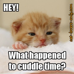 No cuddle time? Never miss an opportunity to cuddle with a kitten. See ...