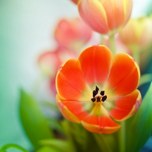 Cup Shaped Flower With Orange Details