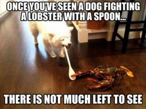 funny-picture-dog-lobster-fight