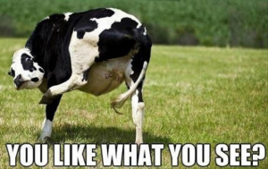 funny cow pictures