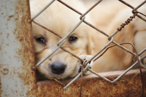 Another Reason Not to Buy Puppies From Puppy Mills