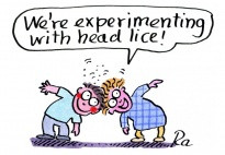 head lice picture