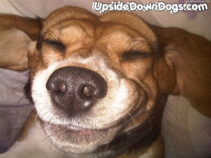 bigi-the-funny-beagle-dog.jpg#funny%20beagle%20pics%20400x300