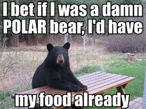 Funny photos funny bear waiting on table sitting