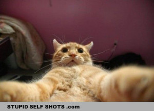 cat, funny, self shot, selfie