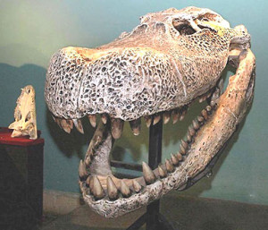 largest prehistoric snake Largest Prehistoric Crocodile R57320_156...