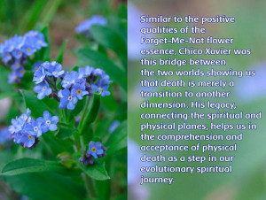 Forget-Me-Not: a bridge between two dimensions