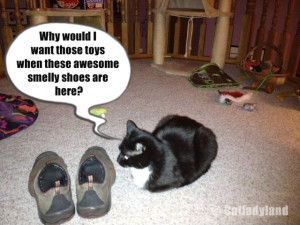 funny cat-Smelly feet-funny pictures-photos-images