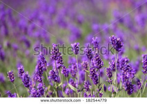 Lavender Flowers Background