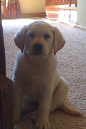 Cute Labrador Retriever Pictures and Quotes About Labs