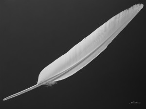 White Schlapen Feather Fringe