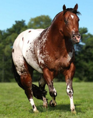 The Secret Pardon, Appaloosa Stallion in | Appaloosa Horses for Sale