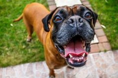dogs oral melanoma dog quotes boxer dog awesom dog blog boxer babi ...