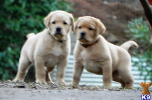 Labrador+retriever+puppies