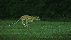 ... cheetah national geographic Slow Motion slow mo cincinnati zoo