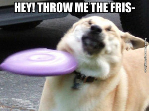 funny pictures dog throw me the frisbee