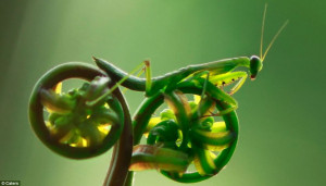 mantis needs a bicycle? Incredible close up shot of a praying mantis ...