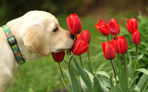 Home - Wallpapers / Photographs - Animals - Dog and red tulips