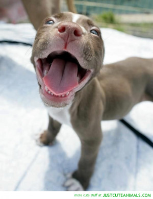 happy pit bull dog puppy tongue out cute animals wild wildlife species ...