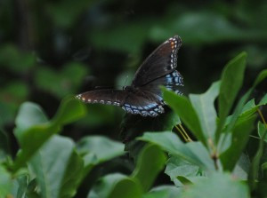 Remembering Rachel Carson: A pioneer writing through the night
